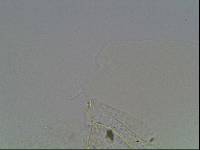 Hypsibius arcticus image