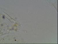 Hypsibius arcticus image