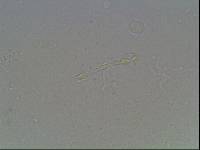 Hypsibius arcticus image
