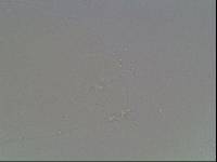 Hypsibius arcticus image