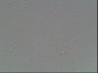 Hypsibius arcticus image