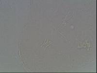 Hypsibius arcticus image