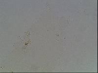 Hypsibius arcticus image