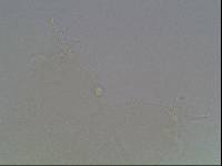 Hypsibius arcticus image