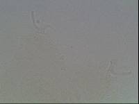 Hypsibius arcticus image
