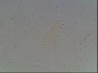 Hypsibius arcticus image