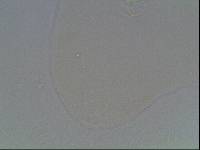 Hypsibius arcticus image
