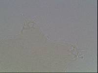 Hypsibius arcticus image