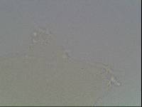 Hypsibius arcticus image