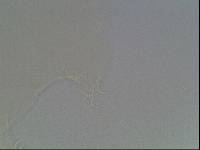 Hypsibius arcticus image