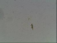 Hypsibius arcticus image