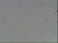 Hypsibius arcticus image