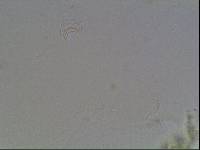 Hypsibius arcticus image