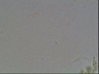 Hypsibius arcticus image