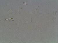 Hypsibius arcticus image