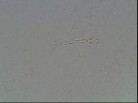 Hypsibius arcticus image
