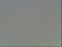 Hypsibius arcticus image