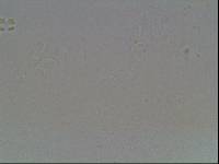 Hypsibius arcticus image