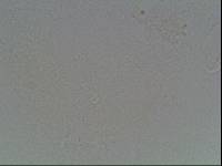 Hypsibius arcticus image