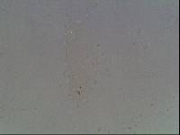 Hypsibius arcticus image