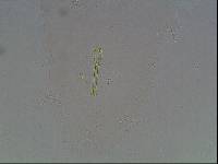 Hypsibius arcticus image