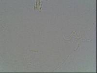 Hypsibius arcticus image