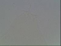 Hypsibius arcticus image