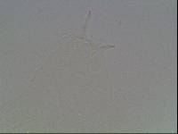 Hypsibius arcticus image