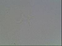 Hypsibius arcticus image