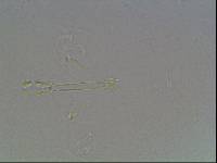 Hypsibius arcticus image