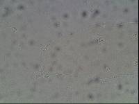 Hypsibius arcticus image