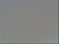 Hypsibius arcticus image