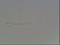 Hypsibius arcticus image