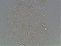 Hypsibius arcticus image