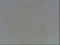 Hypsibius arcticus image