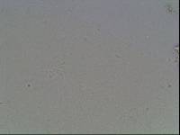 Hypsibius arcticus image