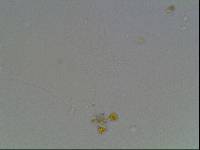 Hypsibius arcticus image