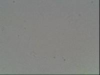Hypsibius arcticus image