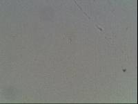 Hypsibius arcticus image