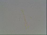 Hypsibius arcticus image
