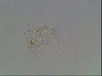 Hypsibius arcticus image