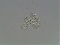 Hypsibius arcticus image