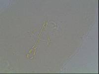Hypsibius arcticus image