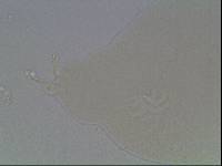 Hypsibius arcticus image