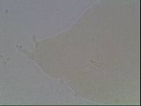 Hypsibius arcticus image