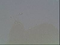 Hypsibius arcticus image