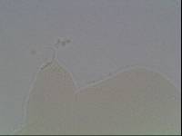 Hypsibius arcticus image