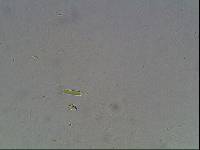 Hypsibius arcticus image