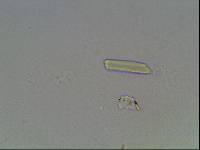 Hypsibius arcticus image