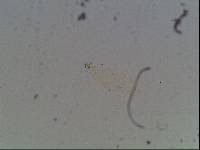 Hypsibius arcticus image